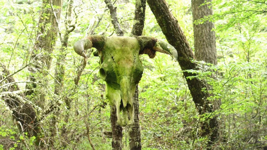 carmen-figueroa-sotelo